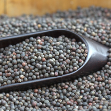 Kale Seed