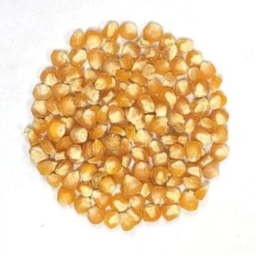  Corn Seed