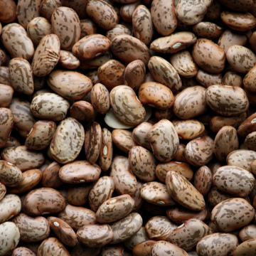 Bean Seed