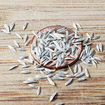 Lettuce Seed
