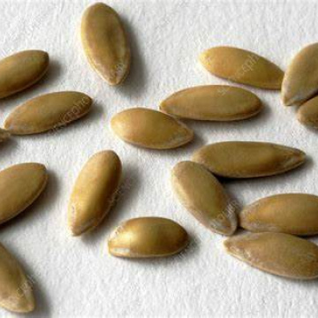 Cantalop Seed